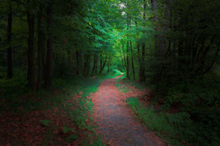 Greenest of forest paths