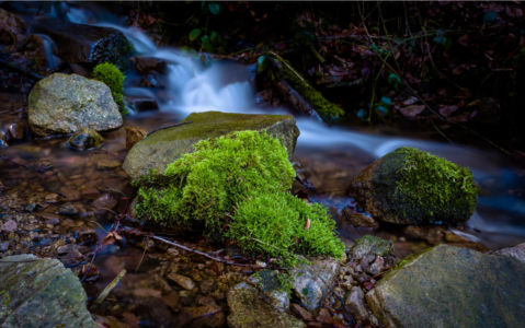Moss in a creek
