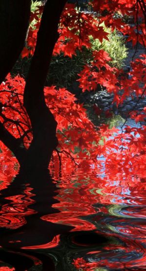 Reflections of red
