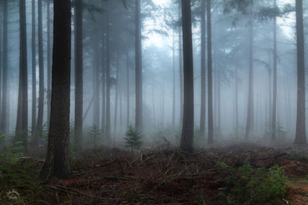 Silence and fog