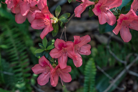 Spring Azalea