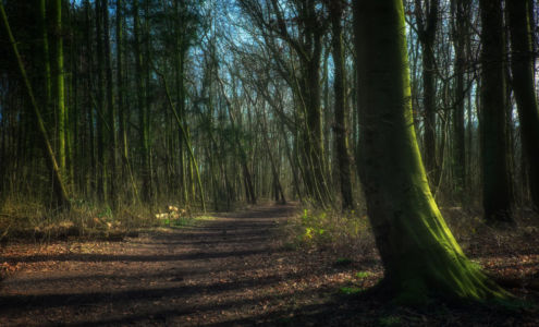 The path in the forest