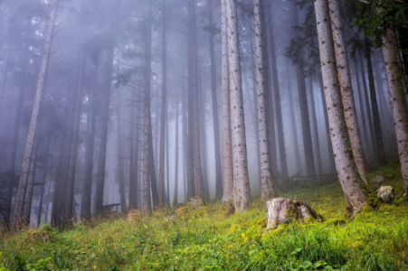 Trees in the Mist
